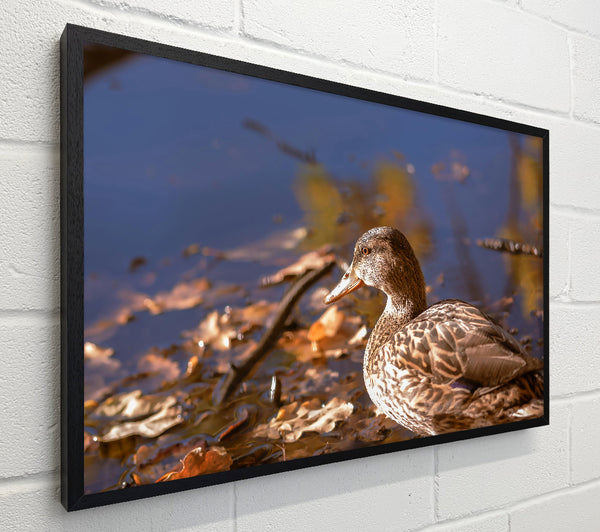 Brown Duck In Autumn