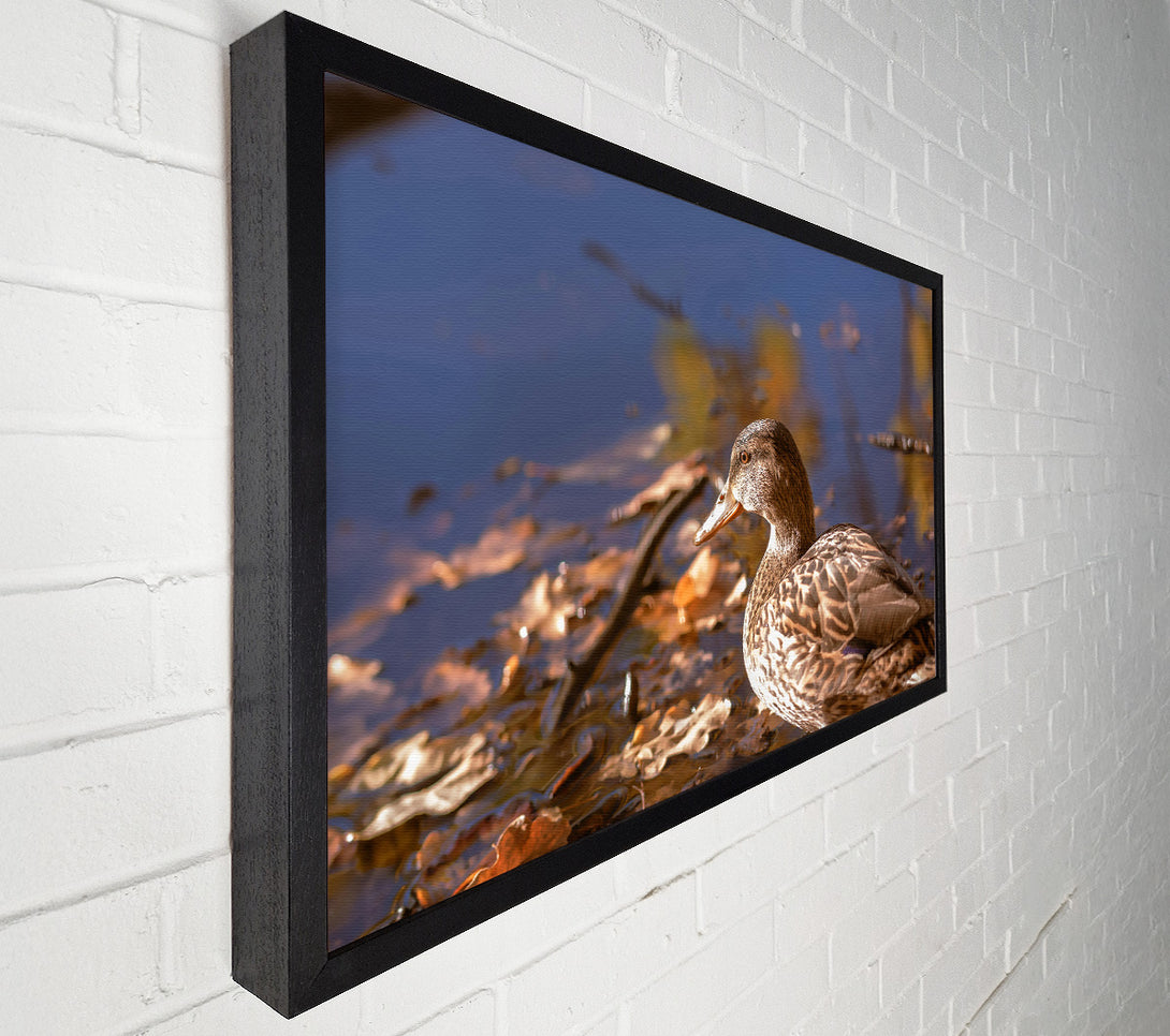  A Canvas Print of Brown Duck In Autumn Canvas Wall Art