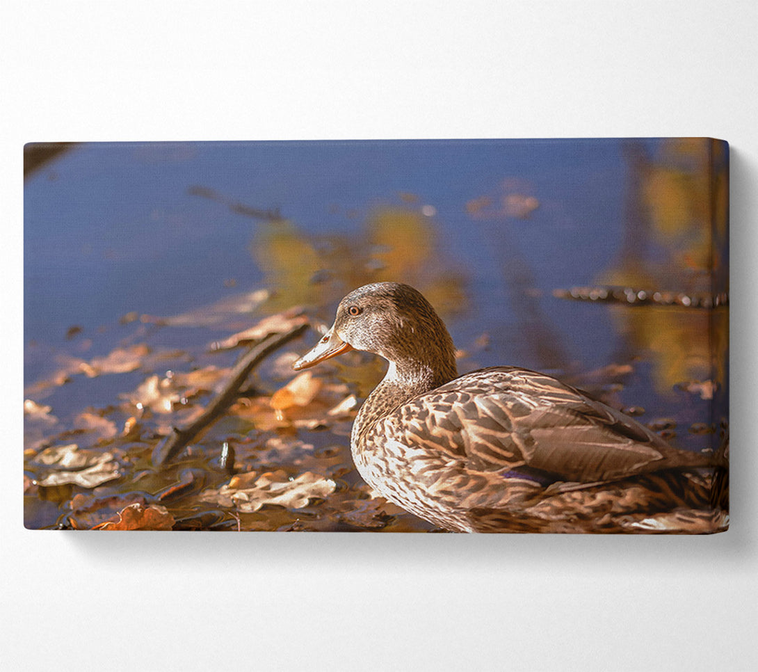 A Canvas Print of Brown Duck In Autumn Canvas Wall Art
