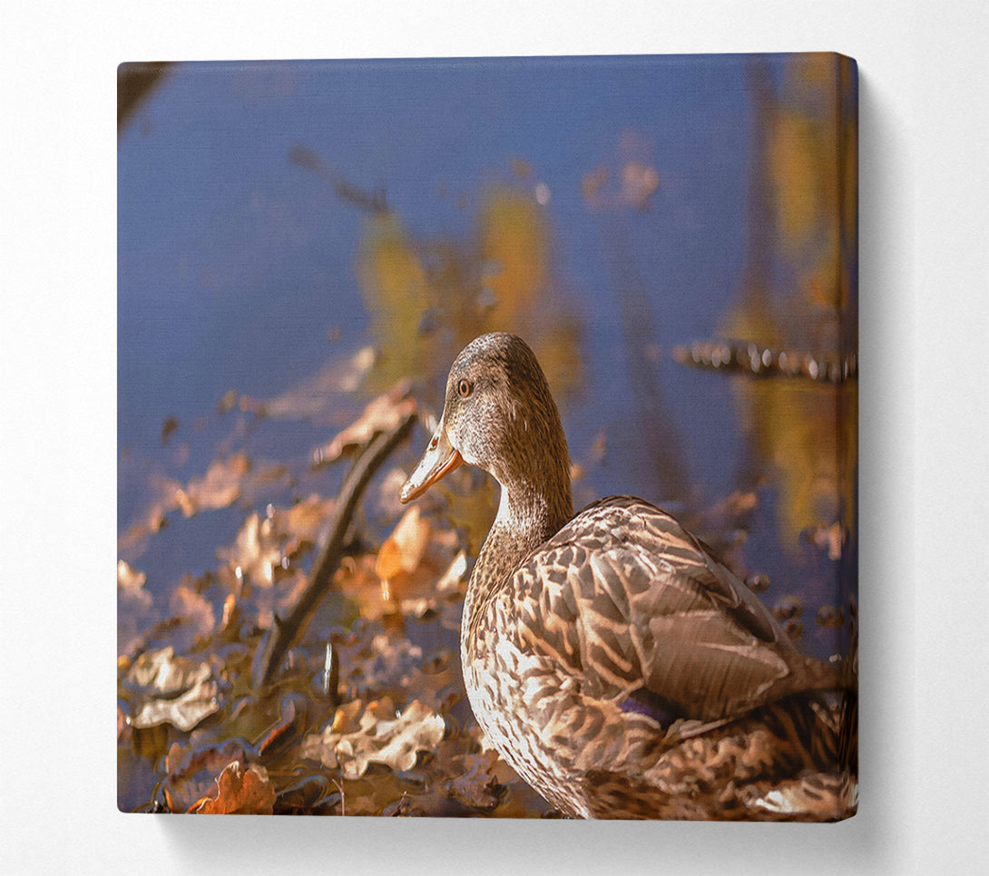  A Canvas Print of Brown Duck In Autumn Canvas Wall Art