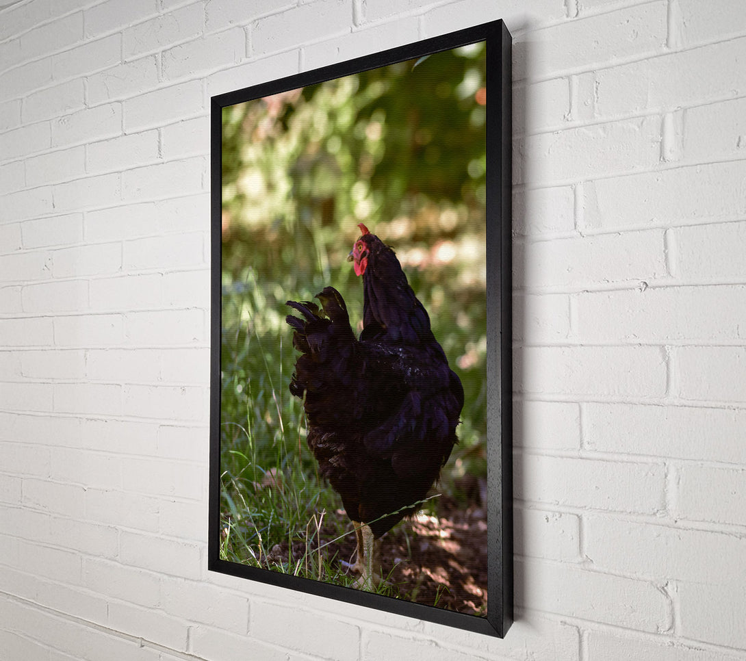  A Canvas Print of Black Hen In The Green Canvas Print