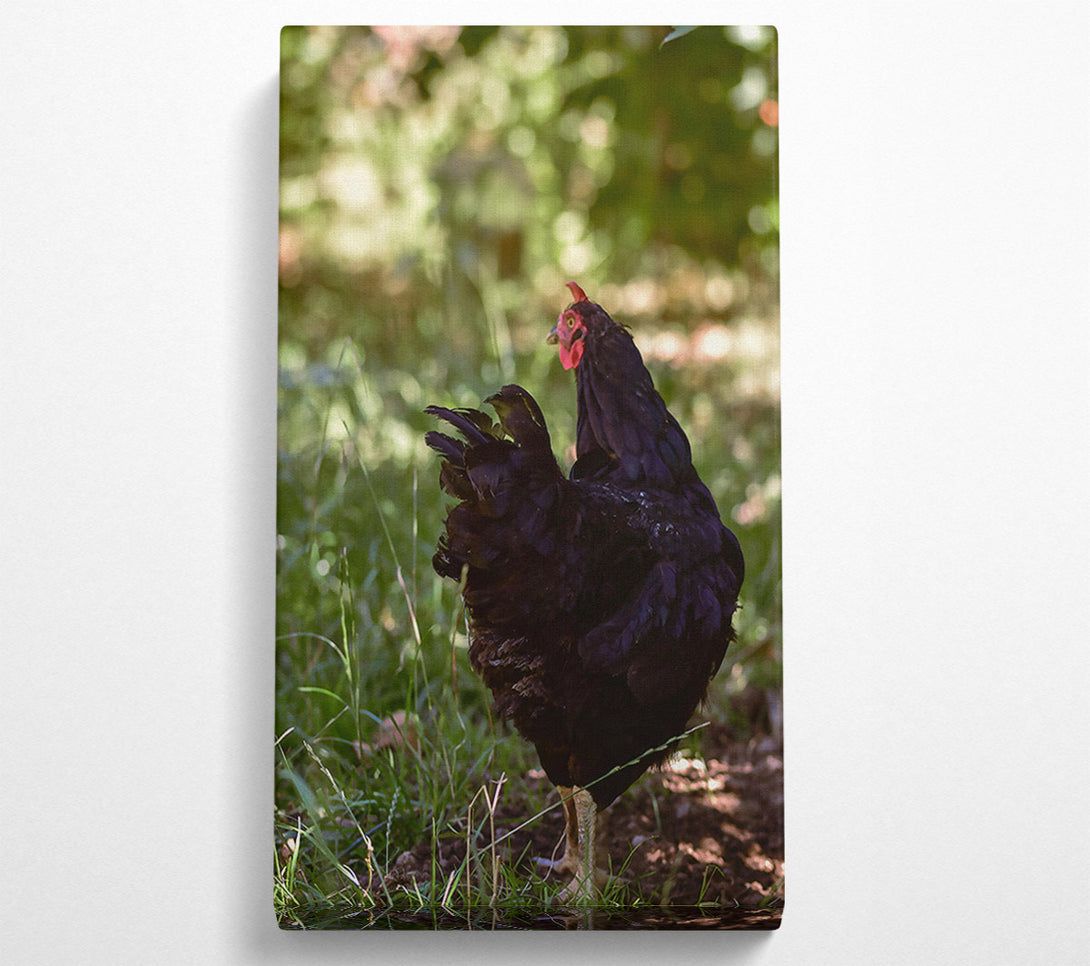  A Canvas Print of Black Hen In The Green Canvas Print