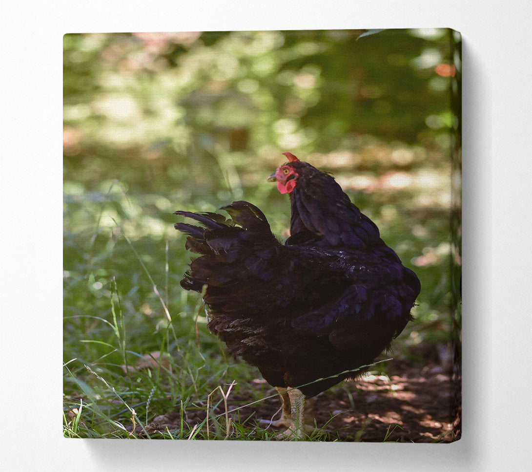  A Canvas Print of Black Hen In The Green Canvas Print