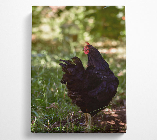  A Canvas Print of Black Hen In The Green Canvas Print