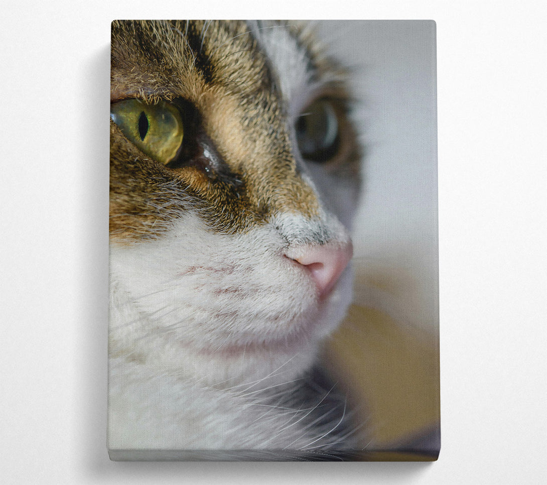  A Canvas Print of Golden Eye Gaze Canvas Print