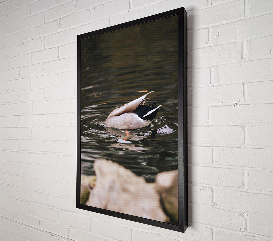  A Canvas Print of Brown Duck Dive Canvas Print