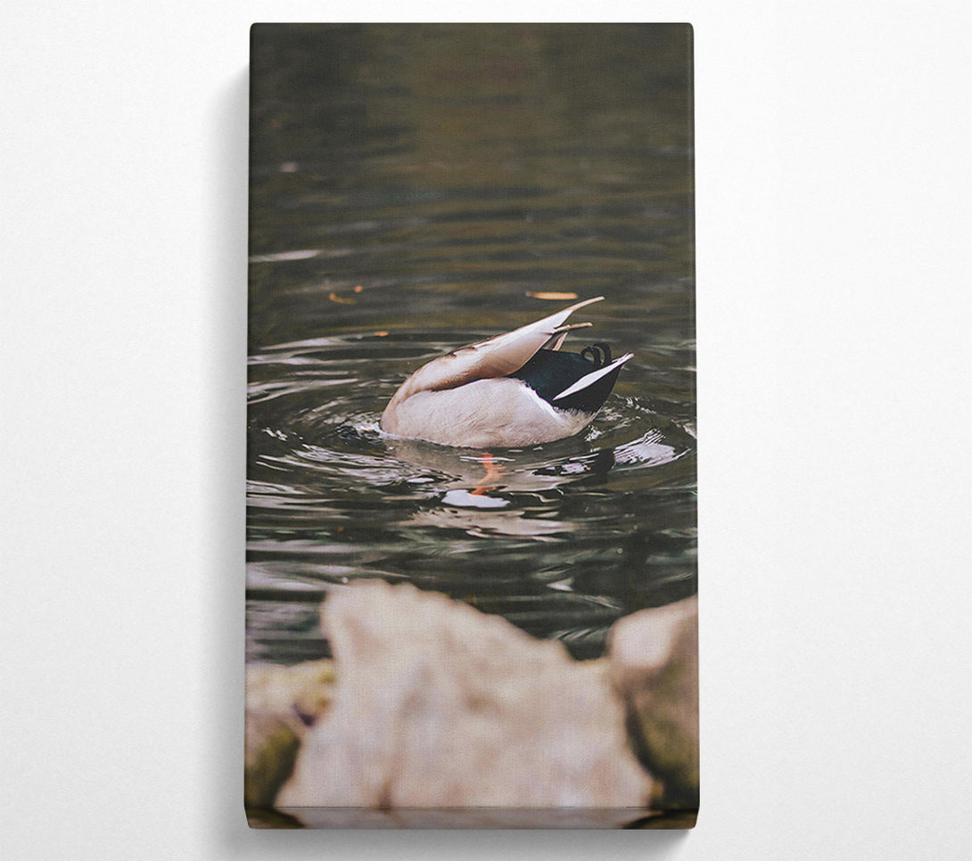  A Canvas Print of Brown Duck Dive Canvas Print