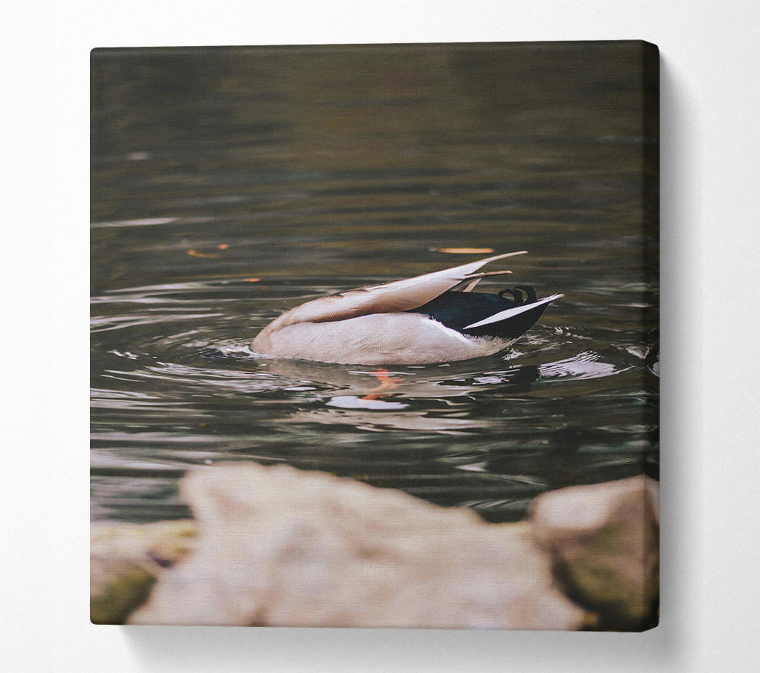  A Canvas Print of Brown Duck Dive Canvas Print