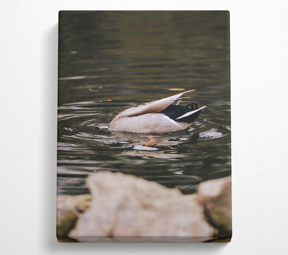  A Canvas Print of Brown Duck Dive Canvas Print
