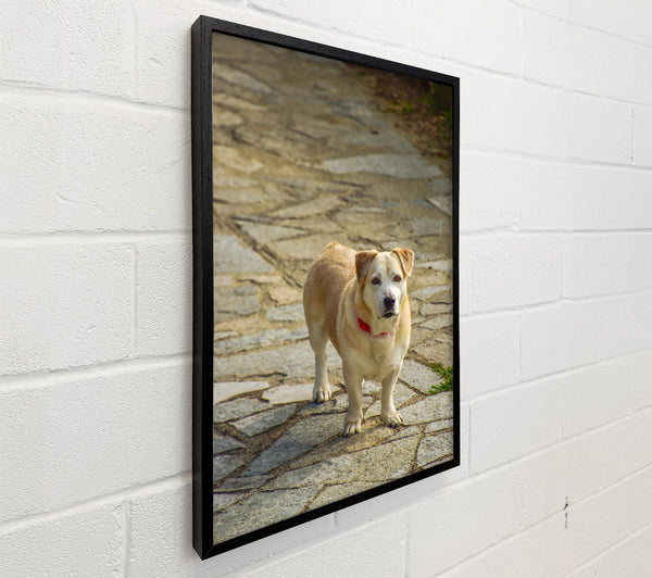 Golden Dog On Stone Path