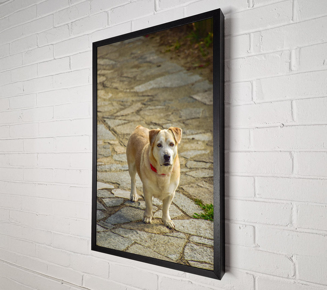 A Canvas Print of Golden Dog On Stone Path Canvas Wall Art