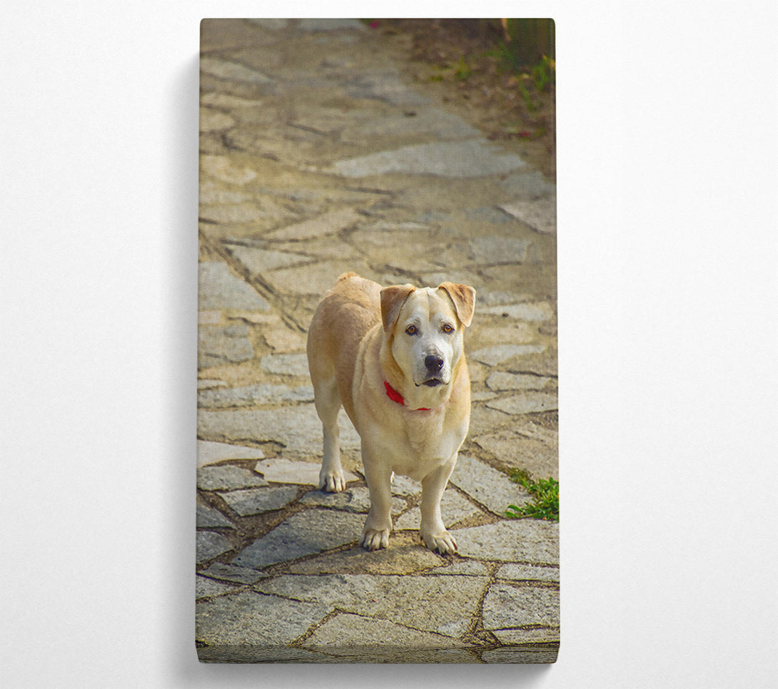  A Canvas Print of Golden Dog On Stone Path Canvas Wall Art