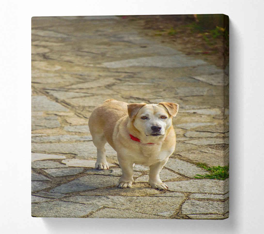  A Canvas Print of Golden Dog On Stone Path Canvas Wall Art