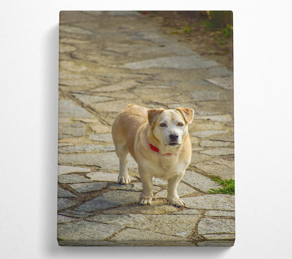  A Canvas Print of Golden Dog On Stone Path Canvas Wall Art