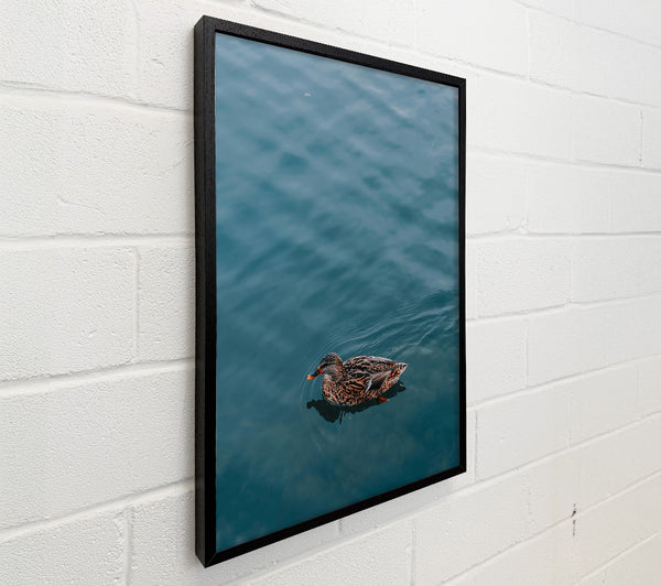 Teal Duck Solitude
