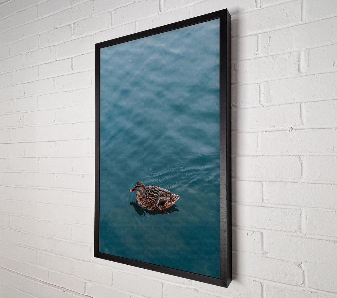  A Canvas Print of Teal Duck Solitude Canvas Print