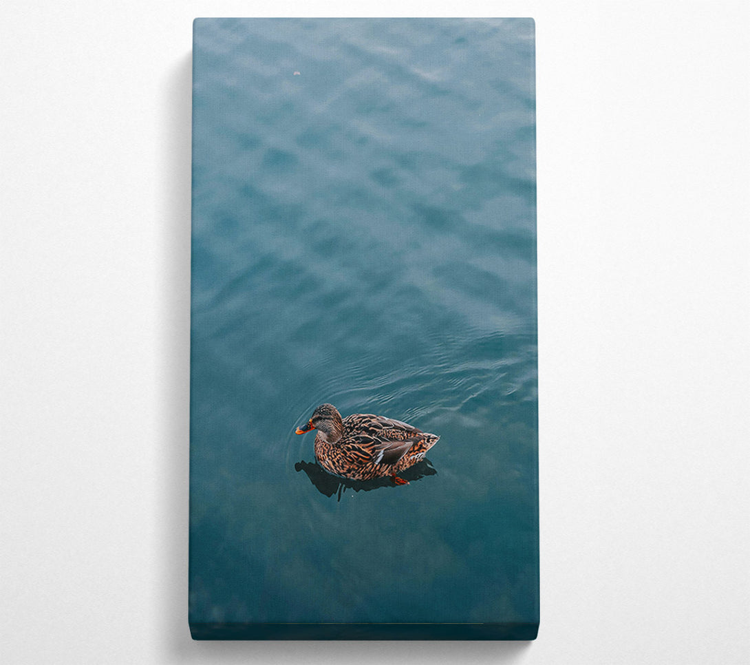  A Canvas Print of Teal Duck Solitude Canvas Print