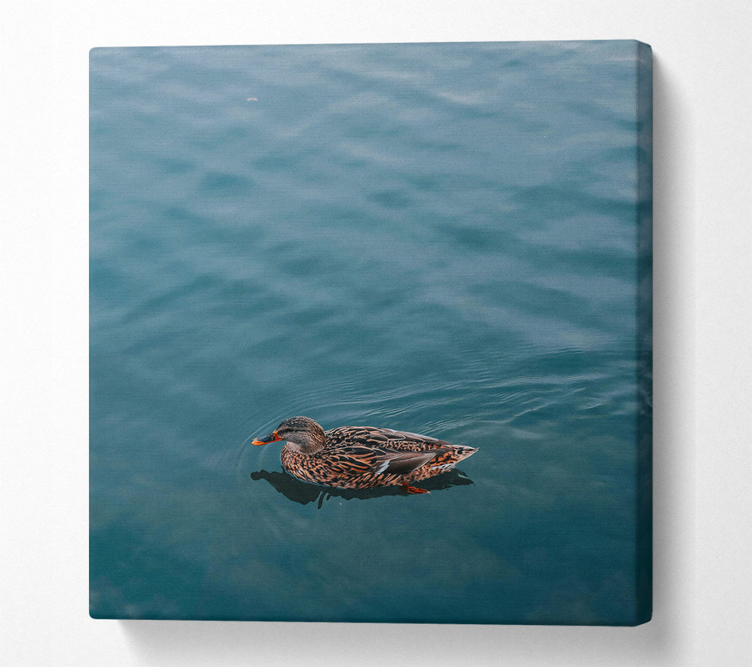  A Canvas Print of Teal Duck Solitude Canvas Print