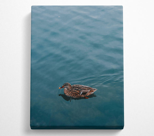  A Canvas Print of Teal Duck Solitude Canvas Print