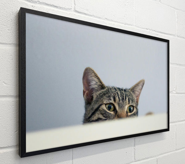 Gray Cat'S Surprise
