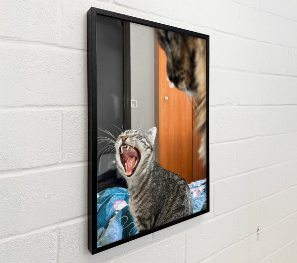 Gray Cat Yawning