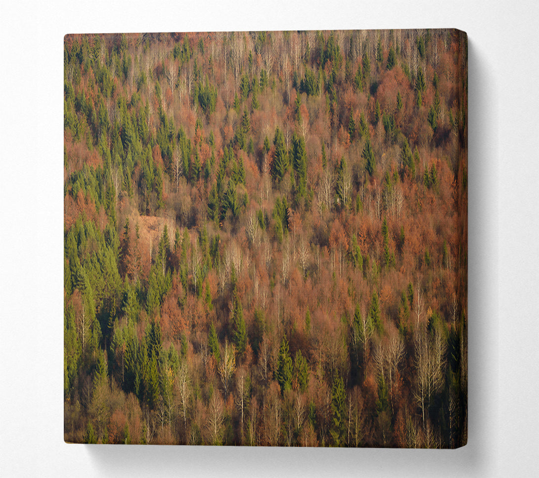  A Canvas Print of Rustling Autumn Woods Canvas Art