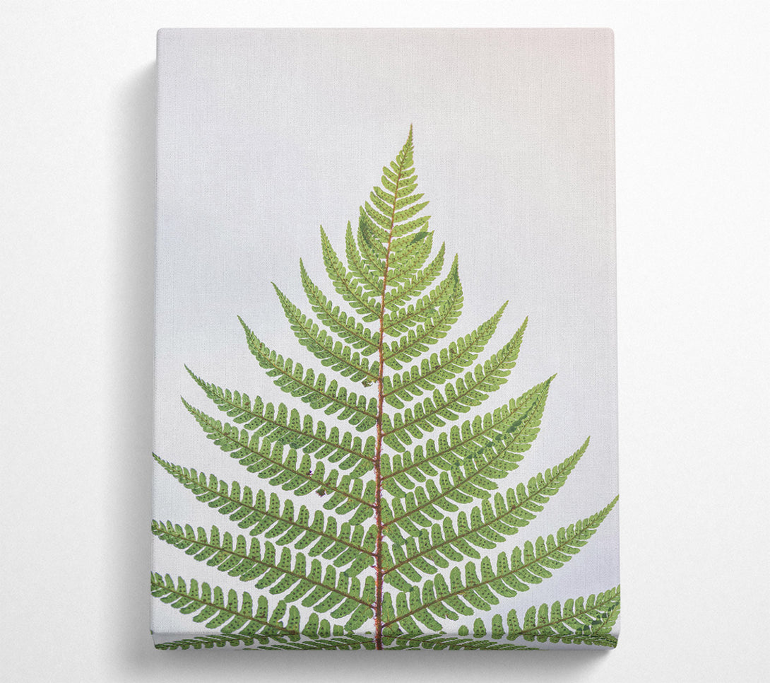  A Canvas Print of Emerald Fern Frond Canvas Wall Art