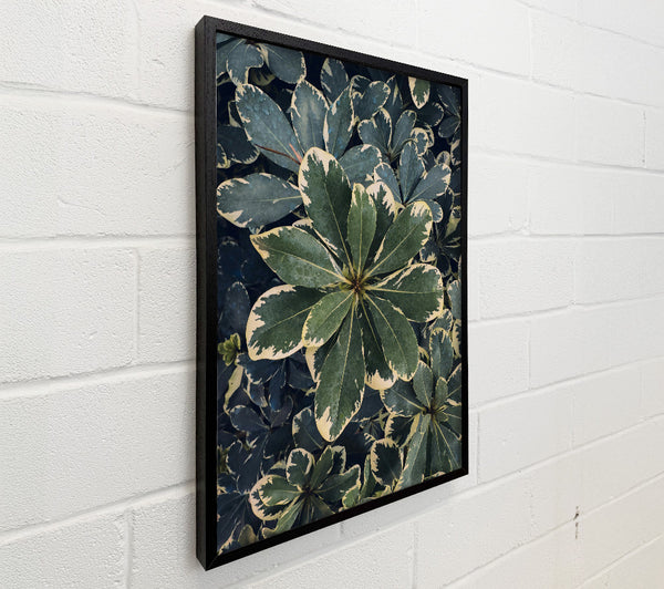 Emerald Variegated Leaves