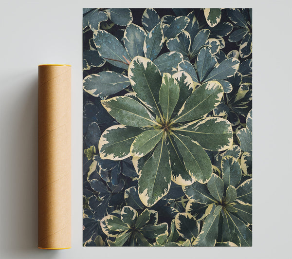 Emerald Variegated Leaves Giclee Print