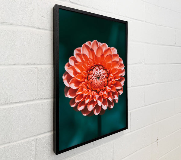 Coral Bloom Symphony