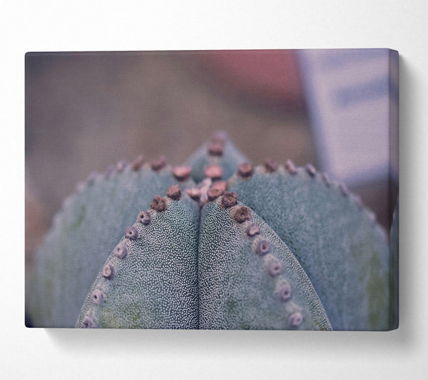  A Canvas Print of Green Cactus Texture Canvas Print