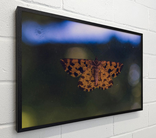 Yellow Spotted Moth
