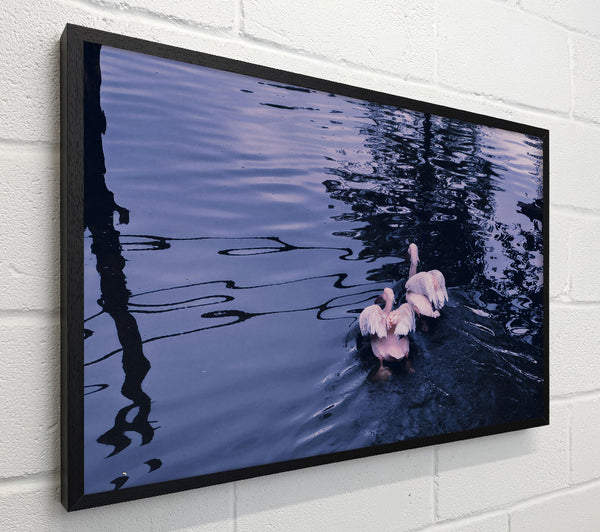 Indigo Water Birds