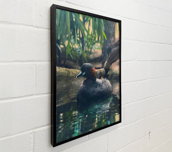 Teal Duckling'S Gaze