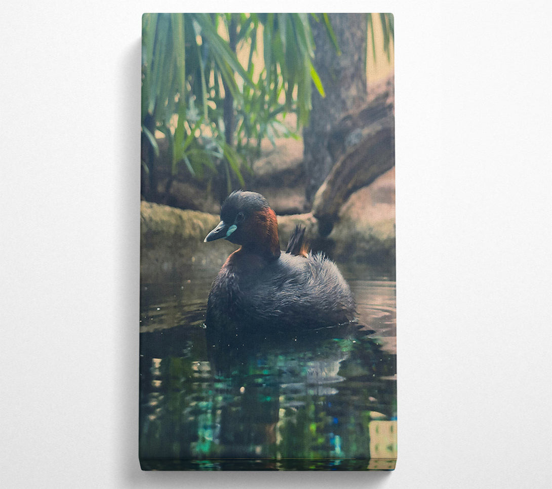  A Canvas Print of Teal Duckling'S Gaze Canvas Art