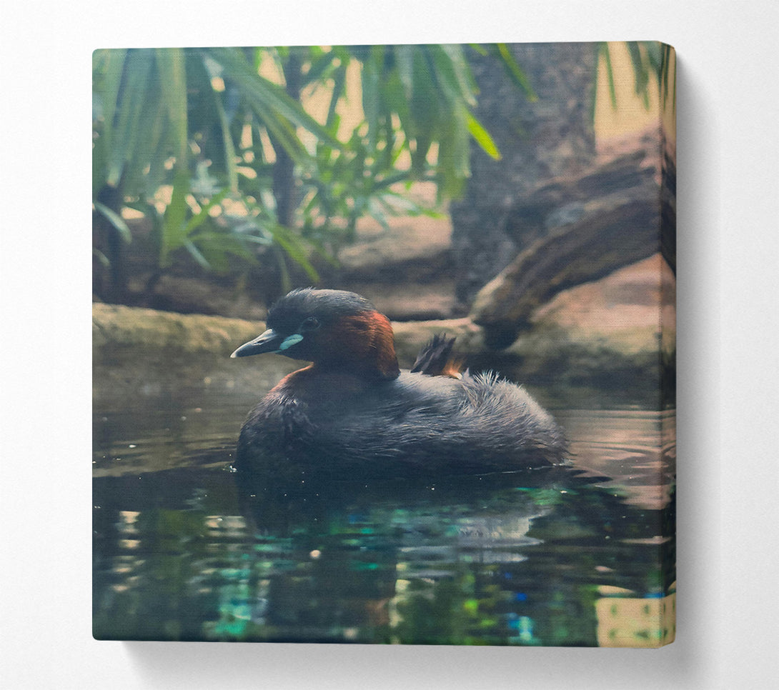  A Canvas Print of Teal Duckling'S Gaze Canvas Art