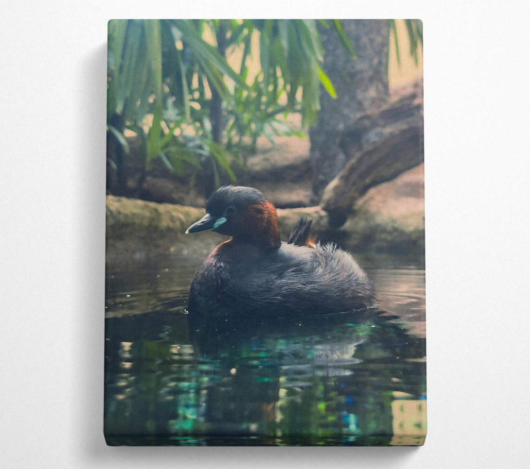  A Canvas Print of Teal Duckling'S Gaze Canvas Art