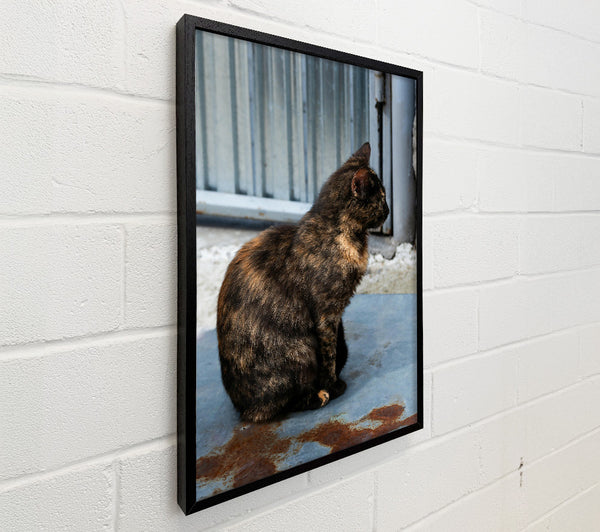 Tortoiseshell Cat On Blue Metal