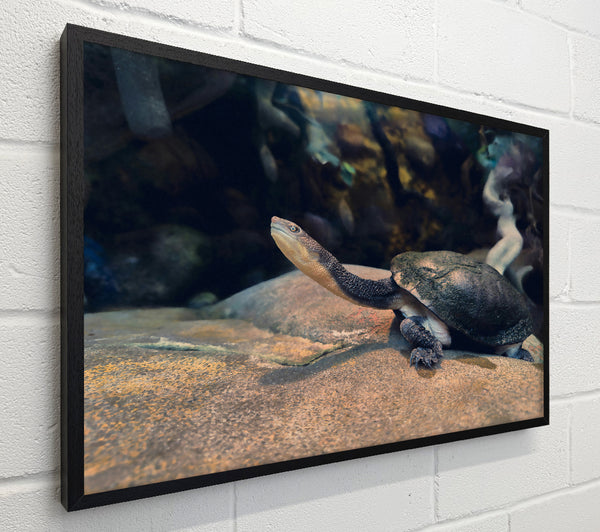 The Grey Turtle'S Gaze