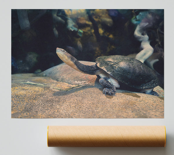 The Grey Turtle'S Gaze Poster