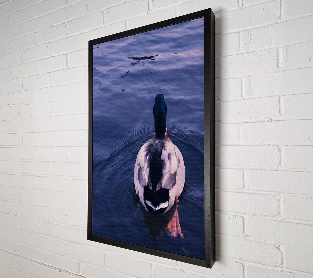  A Canvas Print of Azure Duck Dive Canvas Print