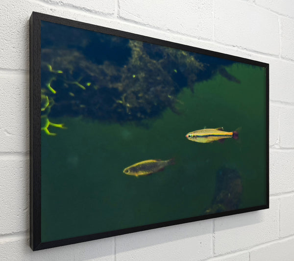 Green Water Fish