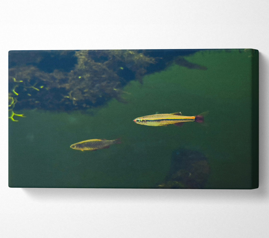  A Canvas Print of Green Water Fish Canvas Wall Art