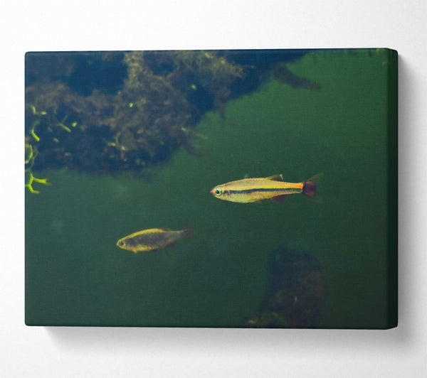  A Canvas Print of Green Water Fish Canvas Wall Art