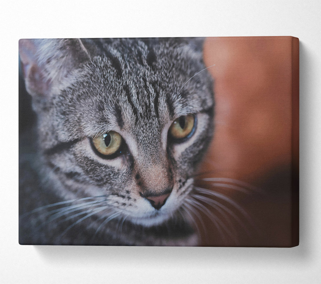  A Canvas Print of Silver Tabby Stare Canvas Print