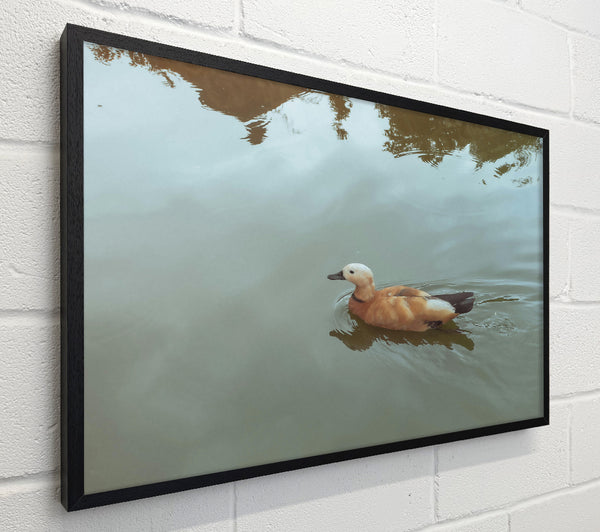 Brown Duck On Blue Water