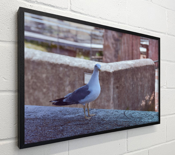 The Blue Seagull'S Gaze.