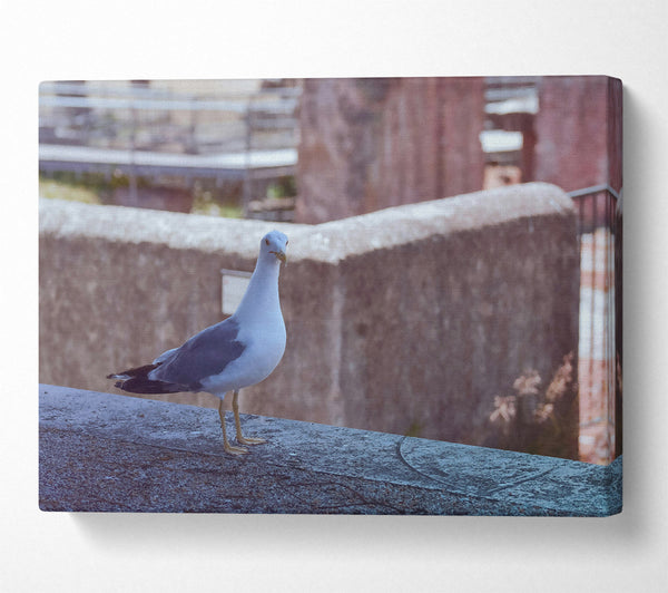  A Canvas Print of The Blue Seagull'S Gaze. Canvas Art
