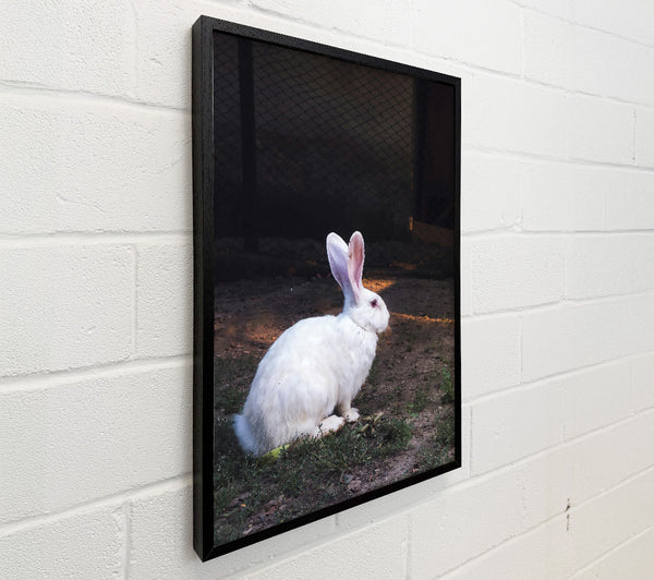 White Rabbit'S Shadow