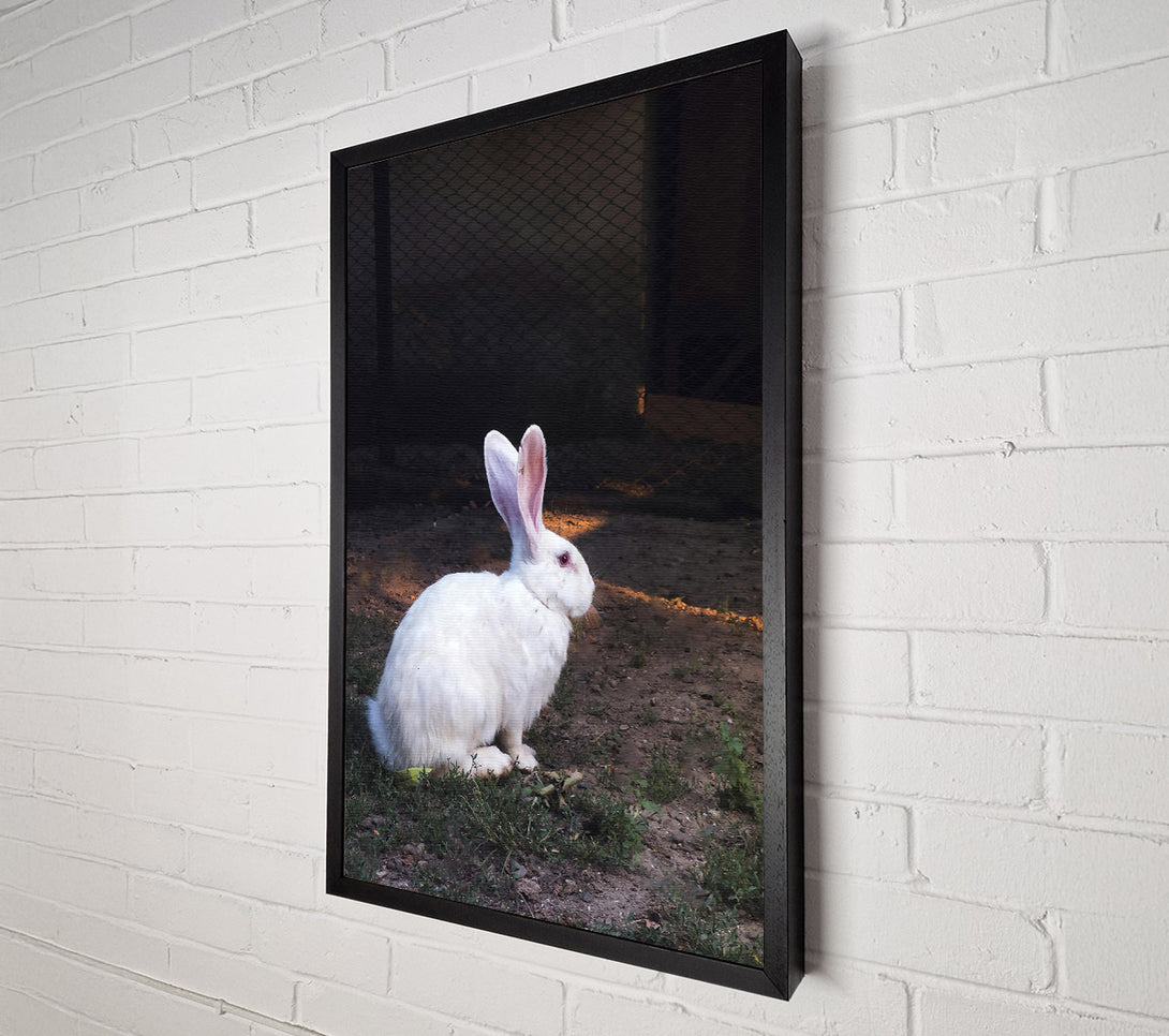  A Canvas Print of White Rabbit'S Shadow Canvas Wall Art